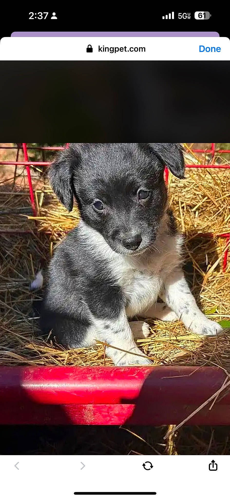 Chloe is registered to the contest to win money with this photo: annual_plant, canidae, carnivore, companion_dog, dog, dog_breed, fur, grass, puppy, snout, soil, sporting_group, terrestrial_animal, whiskers, working_animal