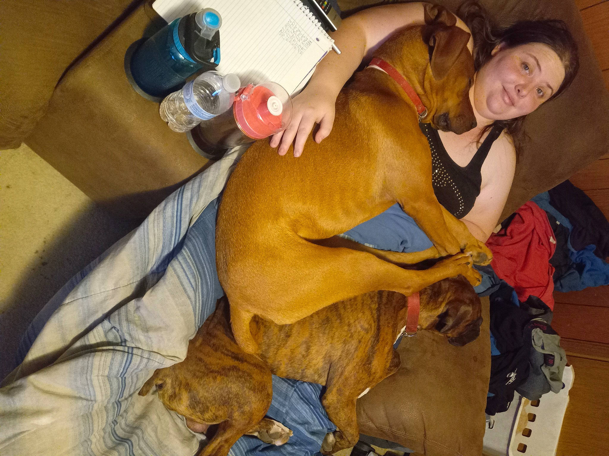 Scoob is registered to the contest to win money with this photo: abdomen, canidae, carnivore, chest, comfort, companion_dog, dog, dog_breed, fawn, fun, fur, human_leg, knee, lap, sitting, smile, sporting_group, thigh, water_bottle, working_animal
