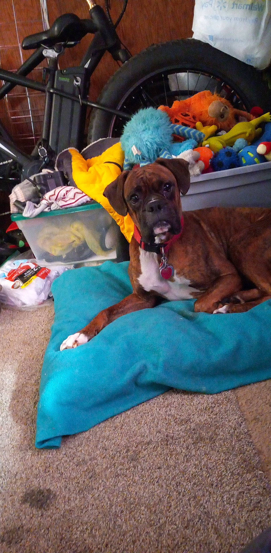 Cash Jr is registered to the contest to win money with this photo: bag, canidae, carnivore, chair, comfort, companion_dog, dog, dog_breed, dog_clothes, dog_supply, fawn, fur, guard_dog, linens, nap, non_sporting_group, room, sporting_group, toy_dog, working_animal