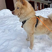 Blue participe au concours pour gagner de l'argent avec cette photo : dog, snow, leash, blue_eyes, fur, outdoor, winter, animal, pet, canine, snowy_ground, harness, house, building, window, door, walking, cold, fluffy, side_view