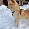dog, snow, leash, blue_eyes, fur, outdoor, winter, animal, pet, canine, snowy_ground, harness, house, building, window, door, walking, cold, fluffy, side_view