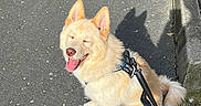 Blue participe au concours pour gagner de l'argent avec cette photo : accessories, animal, bodypart, canine, chow, dog, eskimodog, goldenretriever, husky, leash, mouth, path, pet, puppy, road, sidewalk, slate, strap, tarmac, whitedog