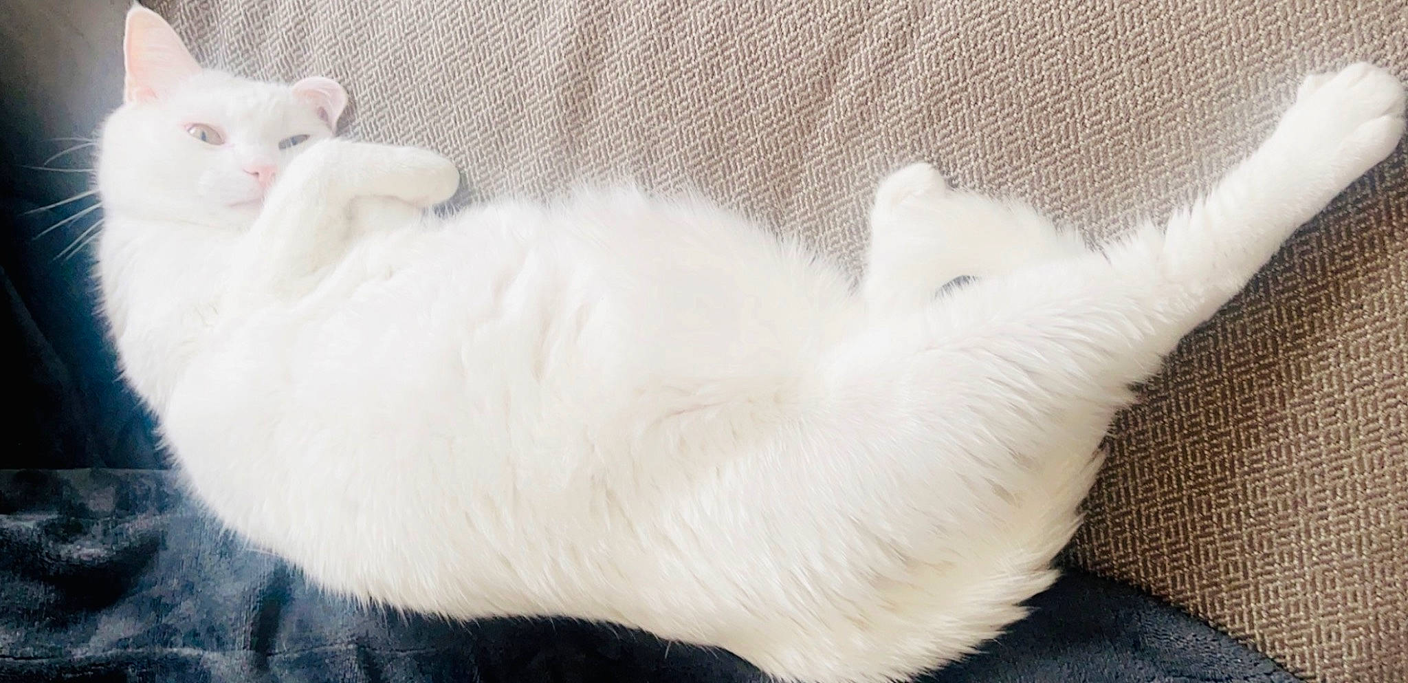 Bub joined the competition — help win amazing prizes! balinese, carnivore, cat, claw, comfort, companion_dog, dog_breed, domestic_short_haired_cat, fawn, felidae, fur, mammal, nap, paw, small_to_medium_sized_cats, snout, tail, terrestrial_animal, vertebrate, whiskers