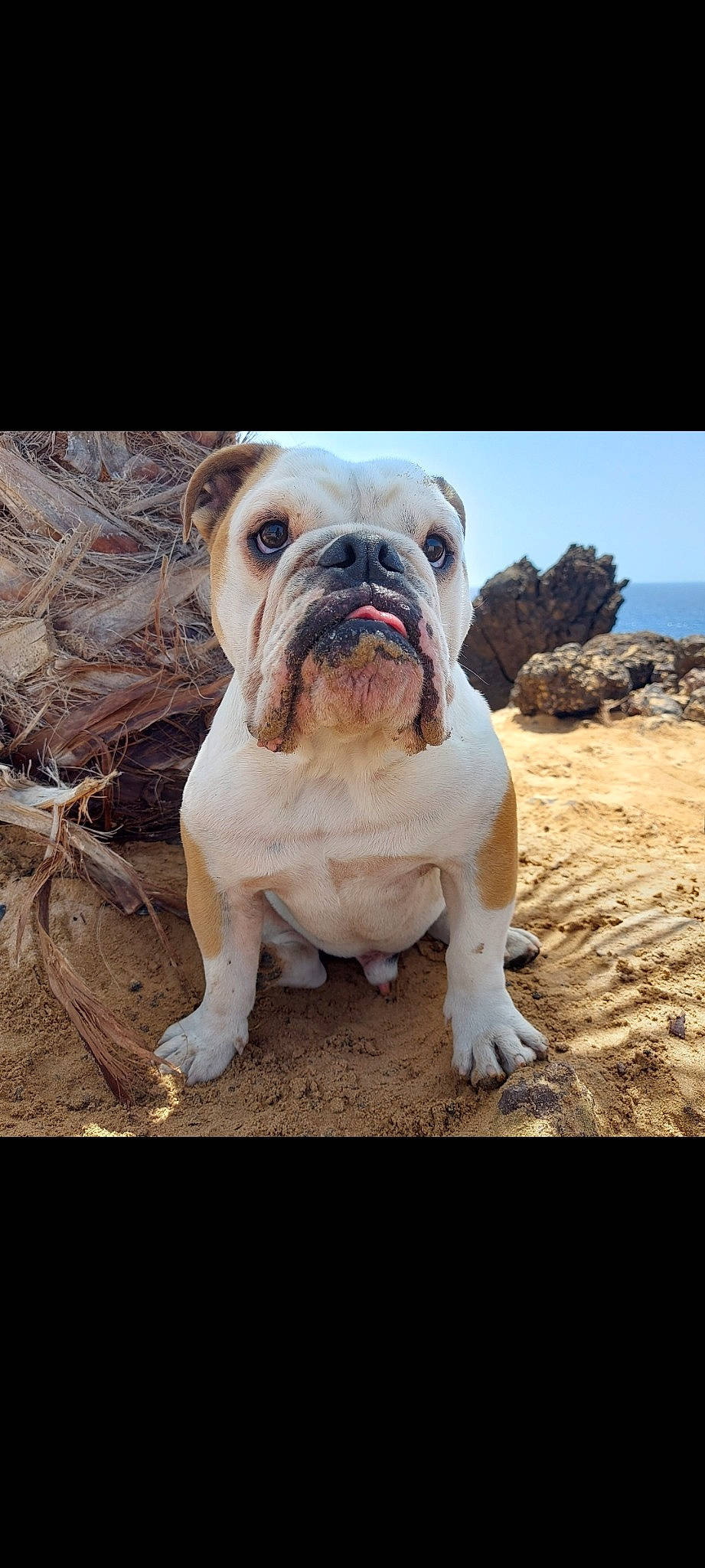 Eliot participe au concours pour gagner de l'argent avec cette photo : adventure, bulldog, canidae, carnivore, companion_dog, dog, dog_breed, fawn, landscape, non_sporting_group, plant, rock, sky, snout, soil, sporting_group, terrestrial_animal, tree, wood, wrinkle