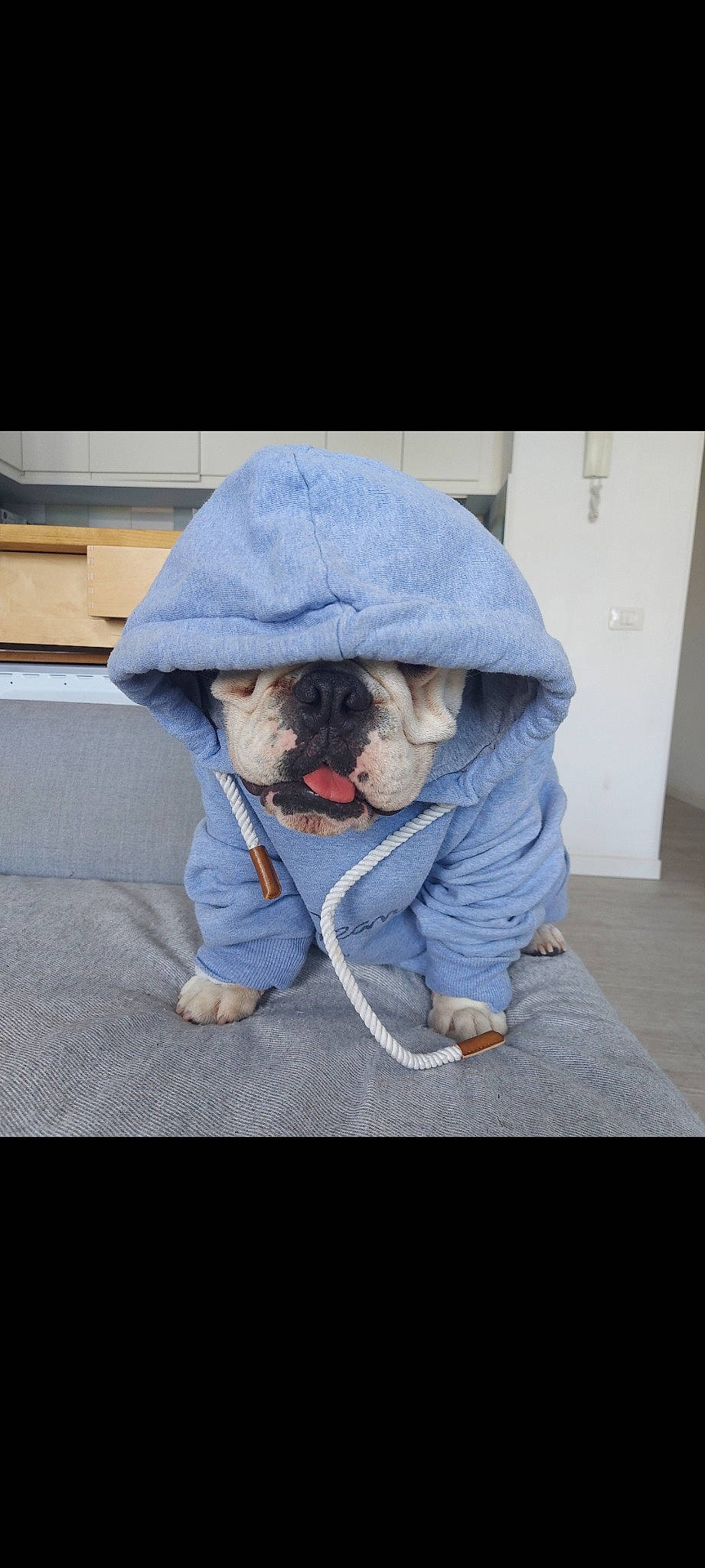 Eliot participe au concours pour gagner de l'argent avec cette photo : carnivore, comfort, companion_dog, couch, denim, dog, dog_breed, dog_clothes, electric_blue, fashion_accessory, felidae, floor, flooring, fur, grey, human_body, sitting, snout, sporting_group, toy_dog