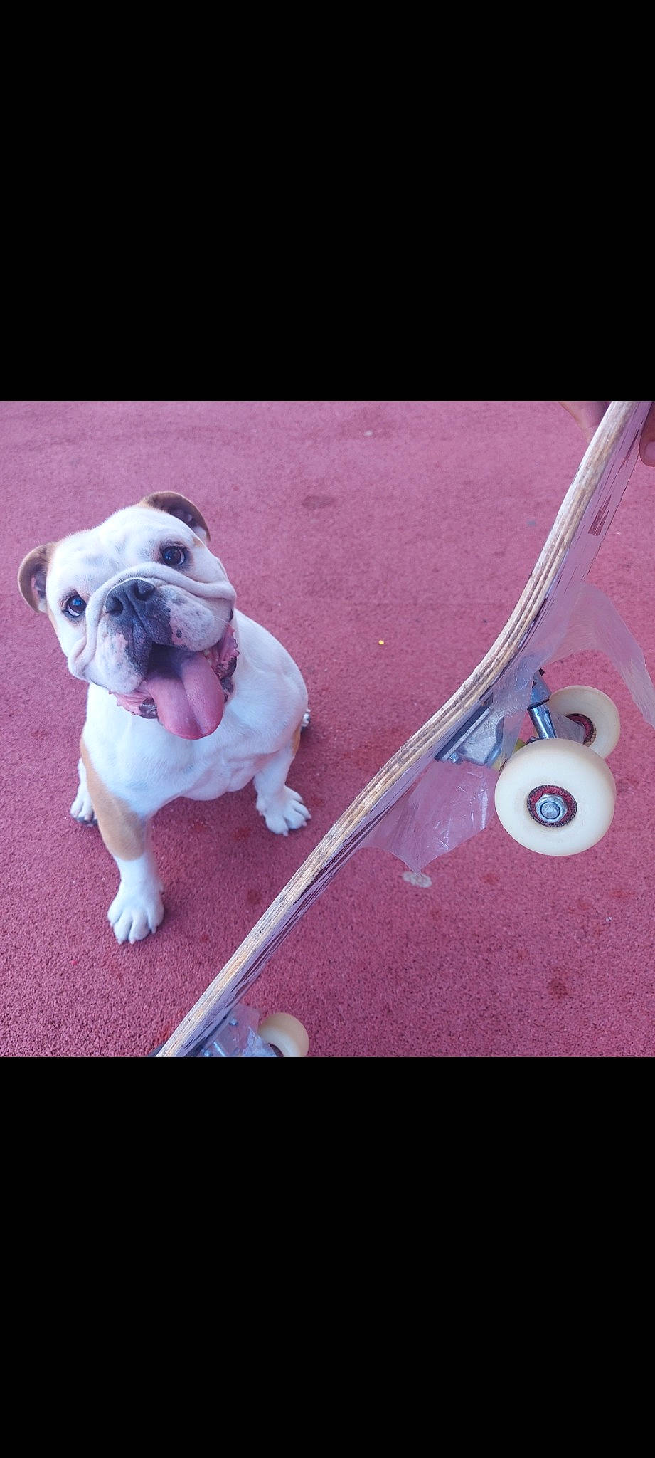 Eliot participe au concours pour gagner de l'argent avec cette photo : bulldog, canidae, carnivore, collar, companion_dog, dog, dog_breed, dog_collar, electric_blue, fawn, floor, font, leash, metal, paw, plant, pug, snout, sporting_group, toy_dog