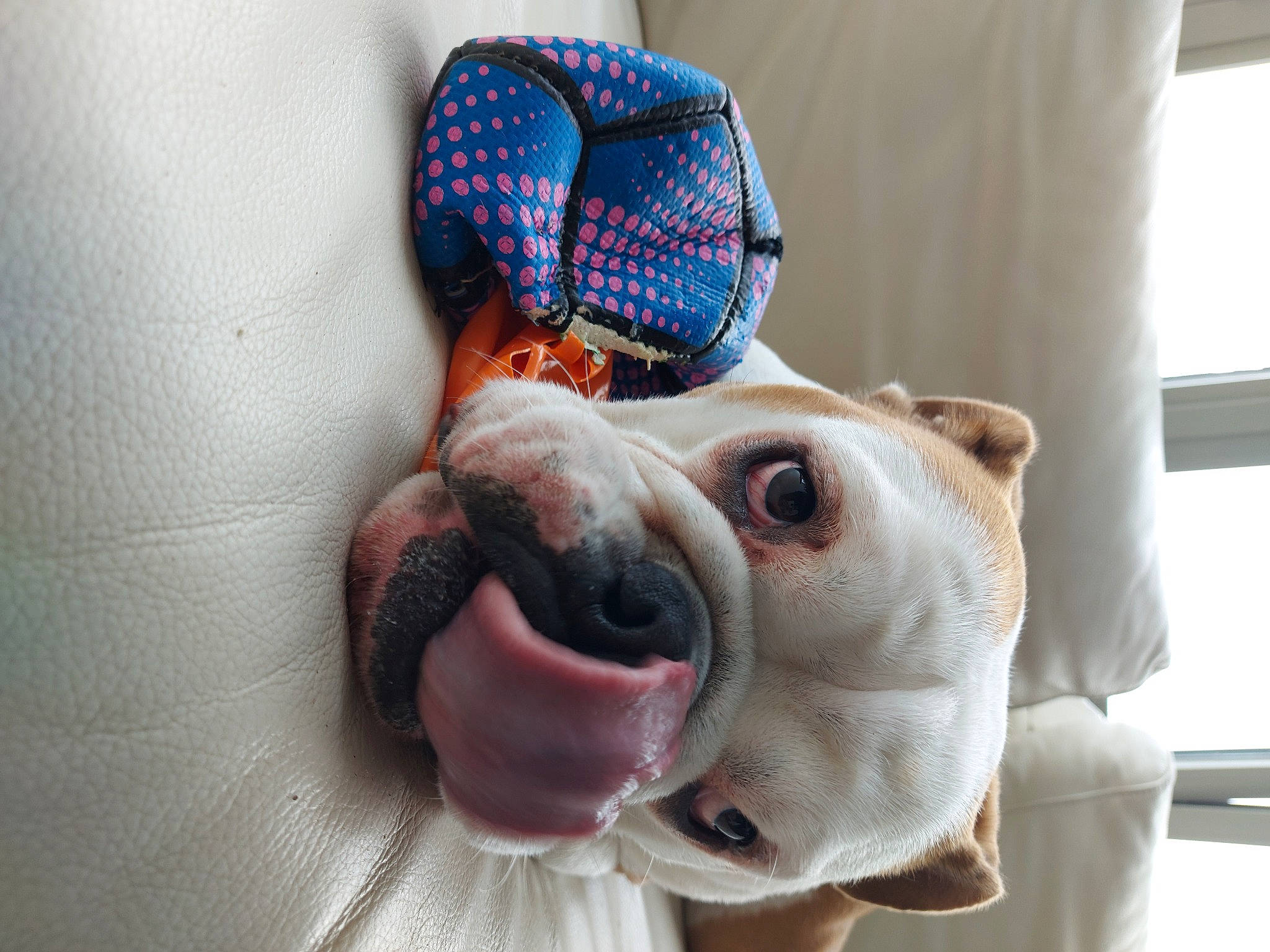 Eliot a rejoint le concours — aidez-le/la à gagner de superbes lots ! canidae, carnivore, collar, companion_dog, dog, dog_breed, dog_collar, dog_supply, eyewear, fawn, fur, plush, snout, sporting_group, stuffed_toy, textile, toy, whiskers, working_animal, wrinkle