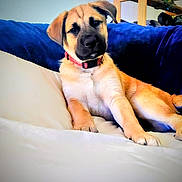 Odie is registered to the contest to win money with this photo: puppy, dog, couch, pillow, indoor, pet, relaxed, wooden_furniture, plant, leafy_plant, collar, brown_dog, cute, young_dog, comfort, living_room, furniture, houseplant, resting, domestic_animal