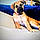 Odie