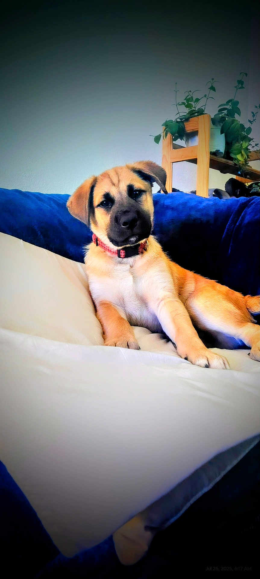 Odie