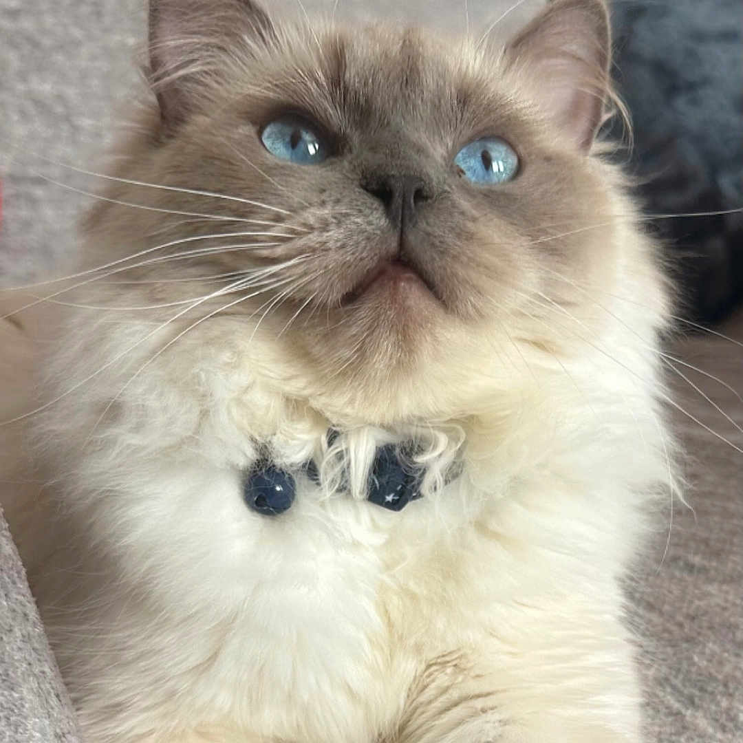 Ollie Jones joined the competition — help win amazing prizes! animal, blue_eyes, cat, close_up, collar, cozy, cute, cute_pet, domestic, feline, fluffy, fur, indoor, mammal, pet, portrait, relaxed, resting, sofa, whiskers