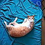 cat, orange_cat, white_cat, pet, lying_down, bed, bedsheet, turquoise, indoor, fur, paw, looking, curious, animal, whiskers, ears, floor, cozy, resting, cute