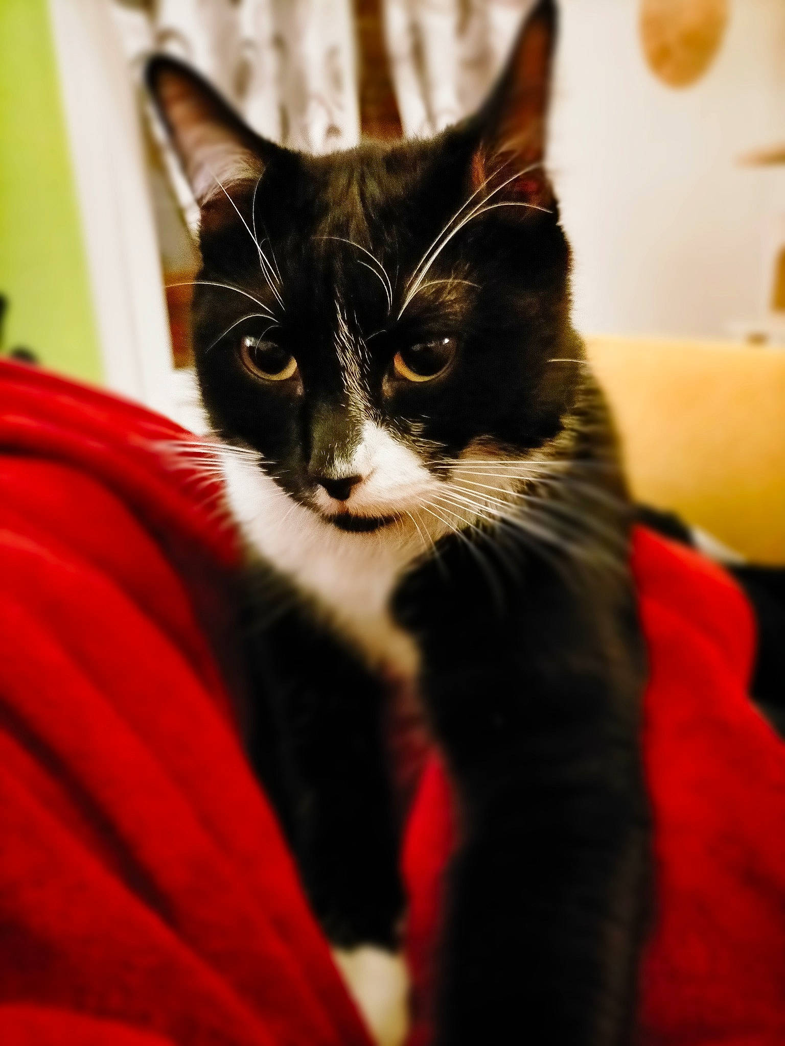 Rominet participe au concours pour gagner de l'argent avec cette photo : black_cat, carnivore, cat, claw, comfort, domestic_short_haired_cat, felidae, fur, iris, paw, small_to_medium_sized_cats, snout, tail, whiskers