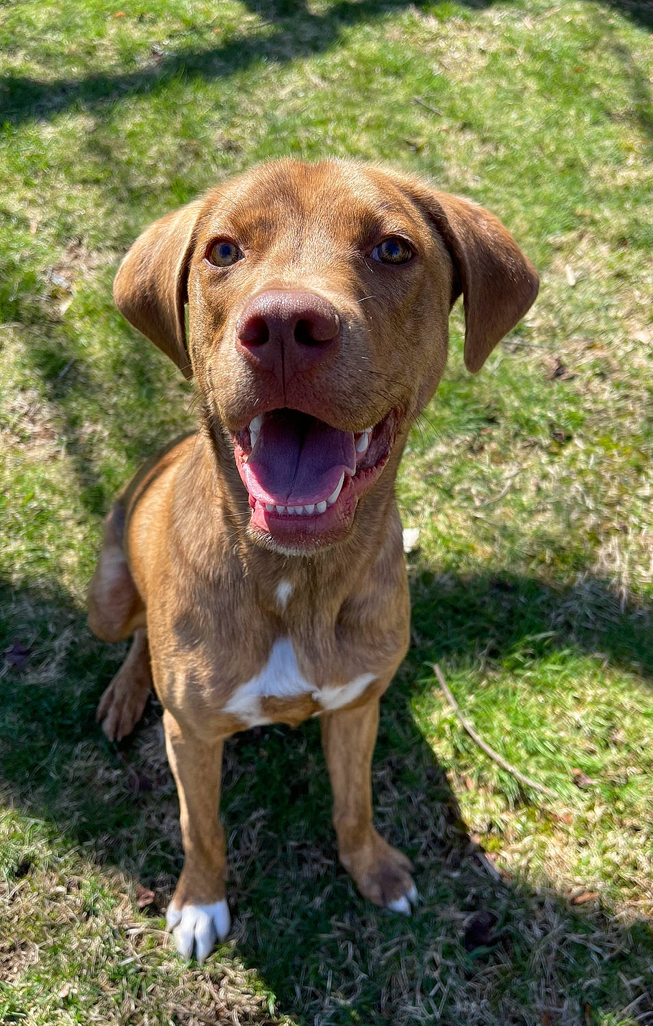 Pearson is registered to the contest to win money with this photo: canidae, carnivore, collar, companion_dog, dog, dog_breed, dog_collar, fawn, grass, gun_dog, hunting_dog, liver, plant, snout, sporting_group, terrestrial_animal, whiskers, working_animal, working_dog