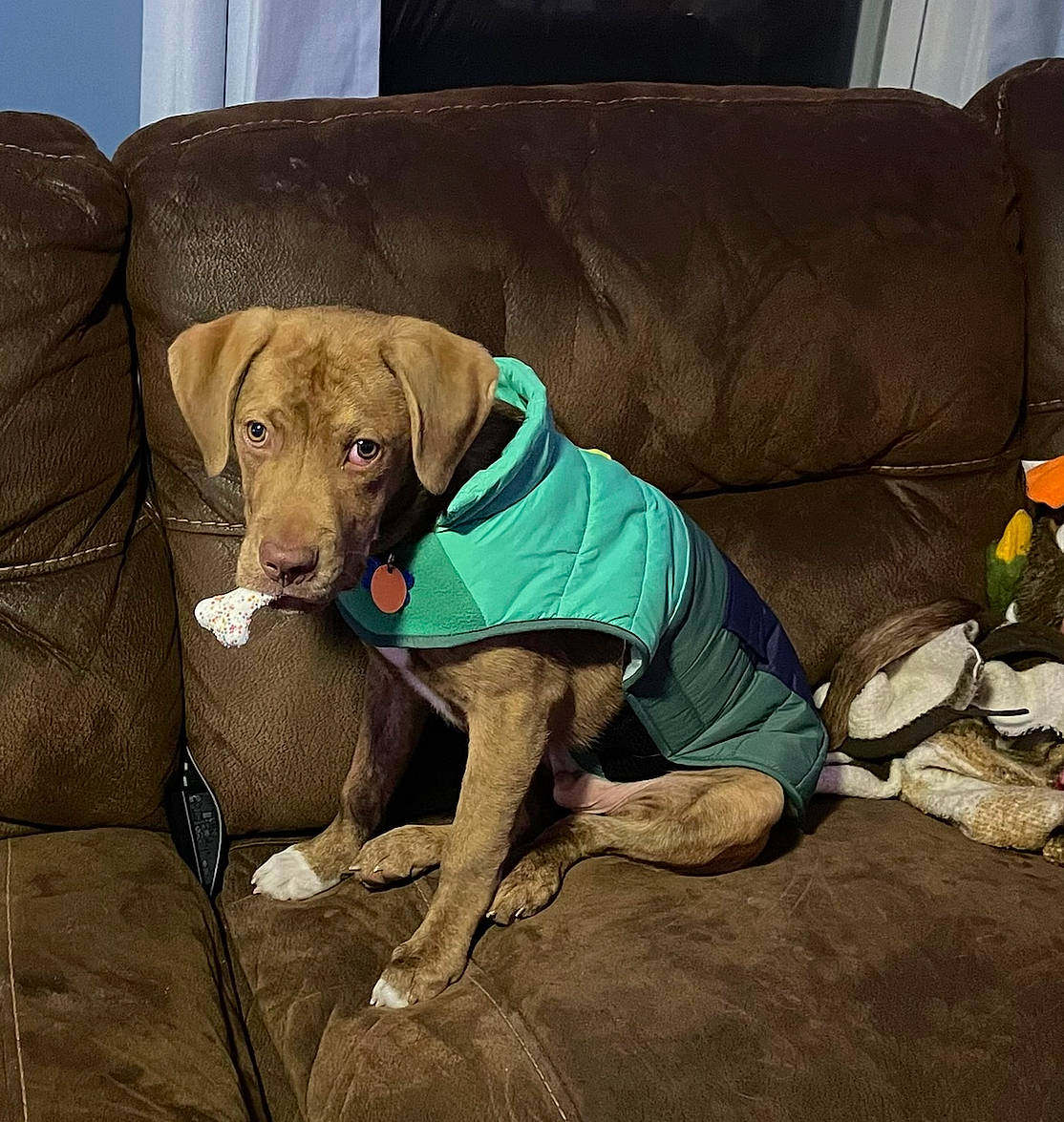 Pearson is registered to the contest to win money with this photo: canidae, carnivore, chair, collar, comfort, companion_dog, couch, dog, dog_breed, dog_collar, dog_supply, fawn, flooring, liver, pet_supply, snout, sporting_group, wood, working_animal, working_dog