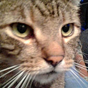 Rowdy is registered to the contest to win money with this photo: animal, blur, cat, close, close_up, curious, cute, domestic_cat, eyes, face, feline, fur, indoor, muzzle, nose, pet, portrait, soft, tabby, whiskers