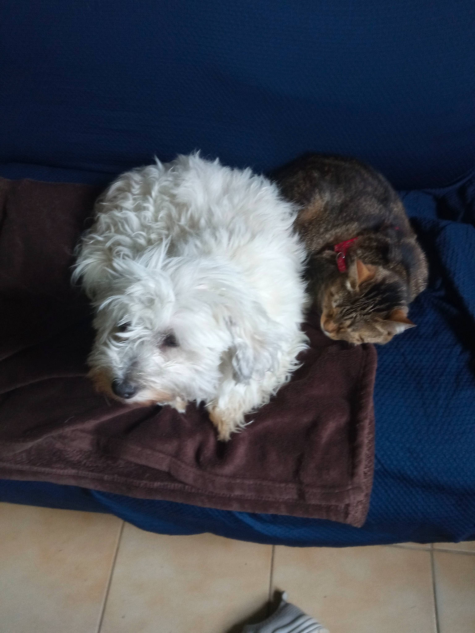 Noé participe au concours pour gagner de l'argent avec cette photo : canidae, carnivore, cockapoo, comfort, companion_dog, dog, dog_breed, dog_collar, fur, goldendoodle, kitchen_utensil, labradoodle, poodle, poodle_crossbreed, small_terrier, sporting_group, terrier, toy_dog, water_dog, working_animal