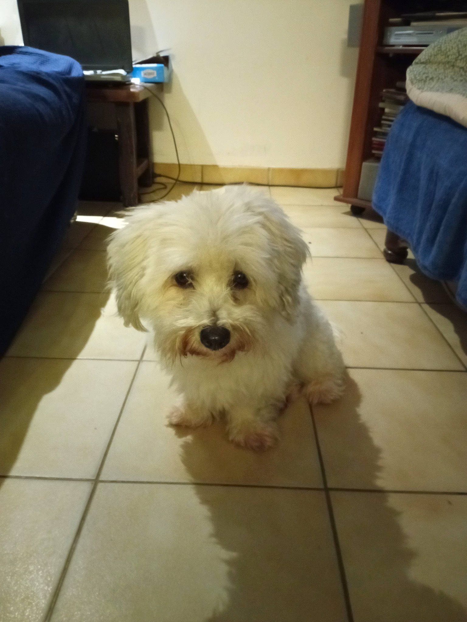 Noé a rejoint le concours — aidez-le/la à gagner de superbes lots ! cabinetry, canidae, carnivore, companion_dog, dog, dog_breed, floor, flooring, fur, hardwood, labradoodle, mal_shi, poodle_crossbreed, shih_poo, small_terrier, snout, terrier, toy_dog, wood, working_animal