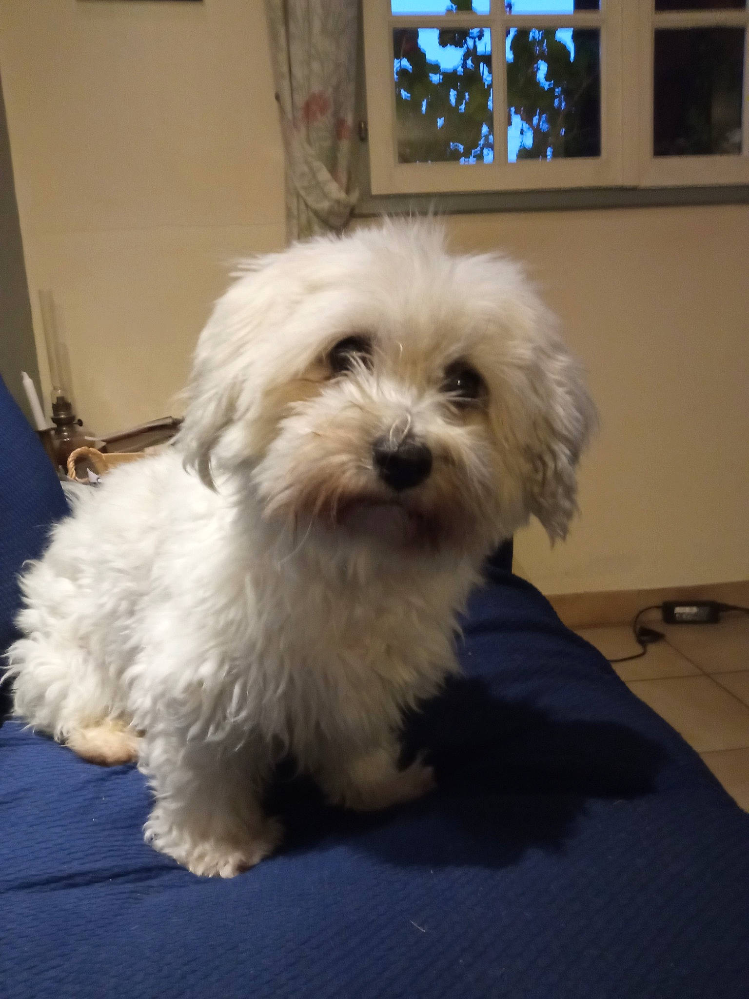 Noé a rejoint le concours — aidez-le/la à gagner de superbes lots ! carnivore, companion_dog, dog, dog_breed, flooring, fur, mal_shi, non_sporting_group, picture_frame, shih_poo, small_terrier, sporting_group, terrier, toy_dog, window, working_animal, yorkipoo