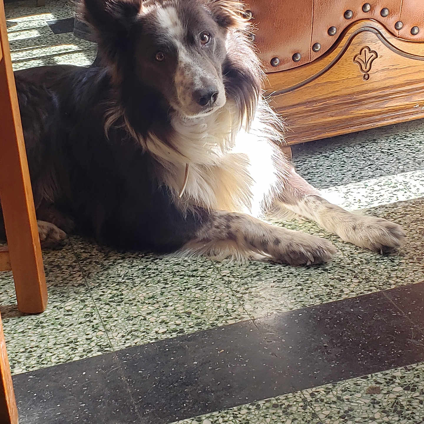 Jack participe au concours pour gagner de l'argent avec cette photo : accessories, adult, animal, canine, chair, collie, couch, dog, furniture, hardwood, homedecor, husky, male, man, person, pet, plywood, puppy, strap, wood
