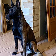 Vasco a rejoint le concours — aidez-le/la à gagner de superbes lots ! alert, animal, belgian_malinois, black_muzzle, brown_coat, dog, domestic, ears_up, floor, house, indoor, pet, quiet, room, sitting, stone_wall, tail, tile_floor, watchful, wooden_door