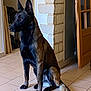 alert, animal, belgian_malinois, black_muzzle, brown_coat, dog, domestic, ears_up, floor, house, indoor, pet, quiet, room, sitting, stone_wall, tail, tile_floor, watchful, wooden_door