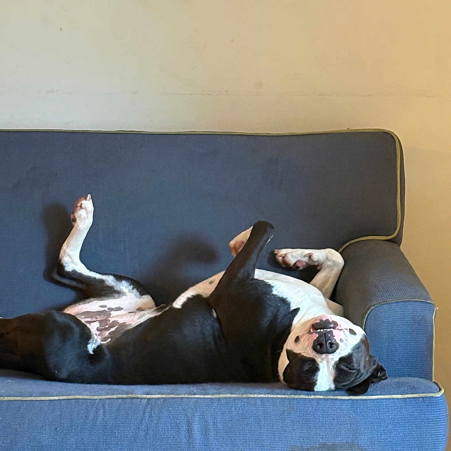 Klover joined the competition — help win amazing prizes! animal, black_and_white, canine, comfortable, couch, dog, domestic, four_legs, fur, head, indoor, laying, living_room, nose, paw, pet, relaxed, resting, sleepy, upside_down