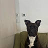 Axle joined the competition — help win amazing prizes! dog, brown_dog, white_chest, pet, couch, furniture, indoor, thermostat, wall, light_switch, sitting, attentive, ears_up, looking_forward, calm, house, room, domestic, canine, animal