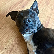 Axle joined the competition — help win amazing prizes! dog, pet, animal, brown, black, white, fur, ears, lying, floor, wooden_floor, curious, expression, close_up, indoor, canine, portrait, domestic_animal, looking, head