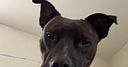 Axle joined the competition — help win amazing prizes! dog, black_dog, white_patch, pet, indoor, wall, ceiling, ears_up, looking_down, canine, mammal, animal, portrait, house, room, curious, expression, facing_camera, domestic, companion