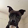 dog, black_dog, white_patch, pet, indoor, wall, ceiling, ears_up, looking_down, canine, mammal, animal, portrait, house, room, curious, expression, facing_camera, domestic, companion