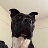 Axle joined the competition — help win amazing prizes! dog, black_dog, white_chest, pet, indoor, close_up, ears, curious, looking_up, canine, animal, portrait, fur, whiskers, snout, nose, eyes, head, domestic_animal, companion