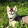 Aïka a rejoint le concours — aidez-le/la à gagner de superbes lots ! dog, puppy, husky, siberian_husky, pet, outdoor, grass, clover, greenery, sunlight, portrait, ears, fur, muzzle, nose, eyes, harness, leash, close_up, bokeh