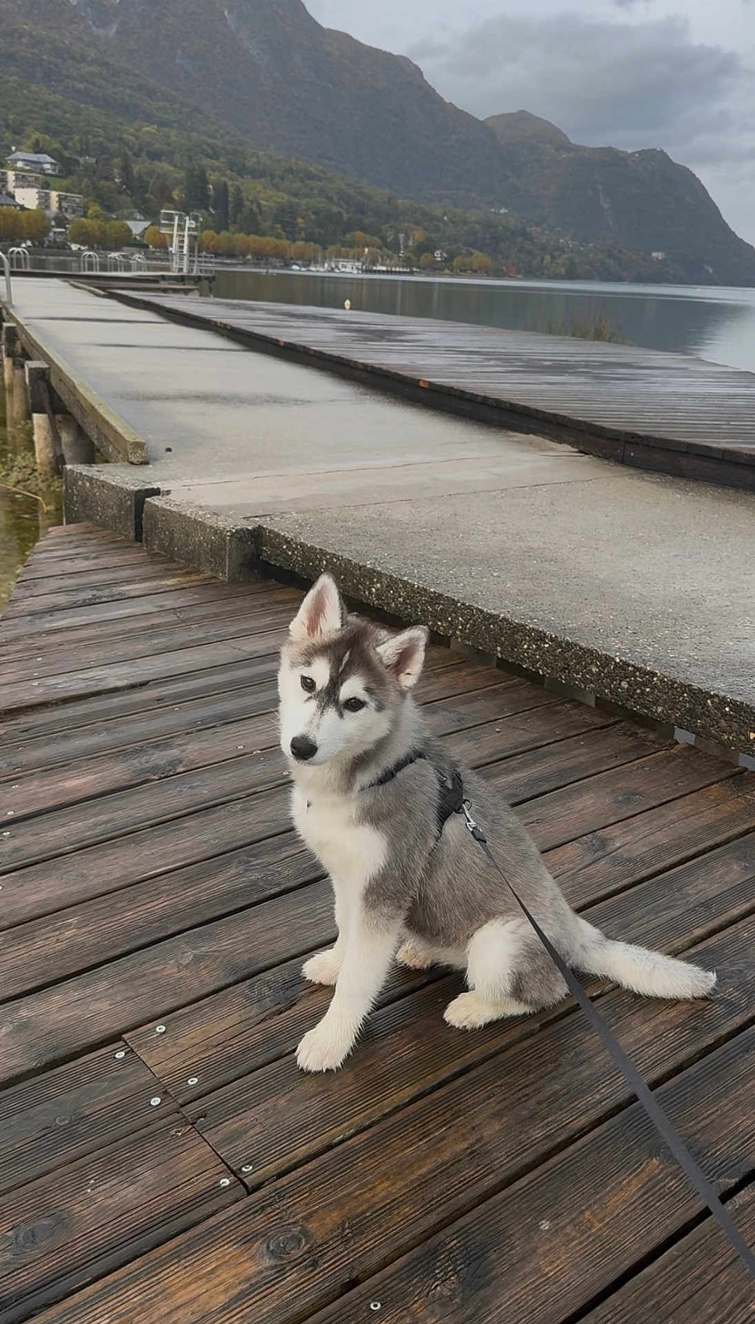 Aïka a rejoint le concours — aidez-le/la à gagner de superbes lots ! dog, puppy, husky, dock, lake, water, mountains, wooden_deck, harness, leash, sitting, outdoors, nature, cloudy_sky, reflection, autumn_trees, portrait, paws, scenic, travel