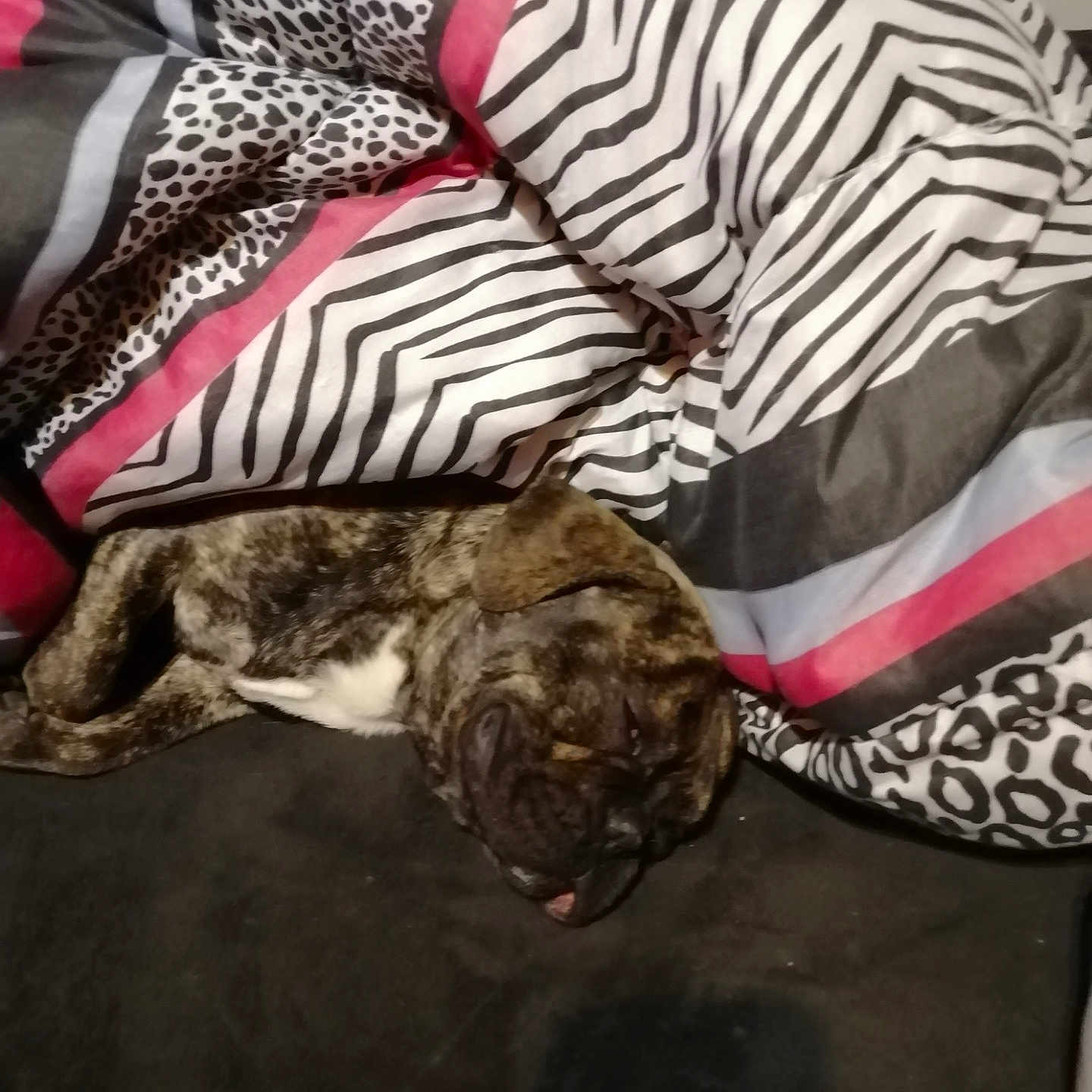E.t participe au concours pour gagner de l'argent avec cette photo : adult, animal, blanket, bulldog, canine, clothing, coat, couch, cushion, dog, frenchbulldog, furniture, homedecor, male, man, person, pet, pitbull, pug, puppy