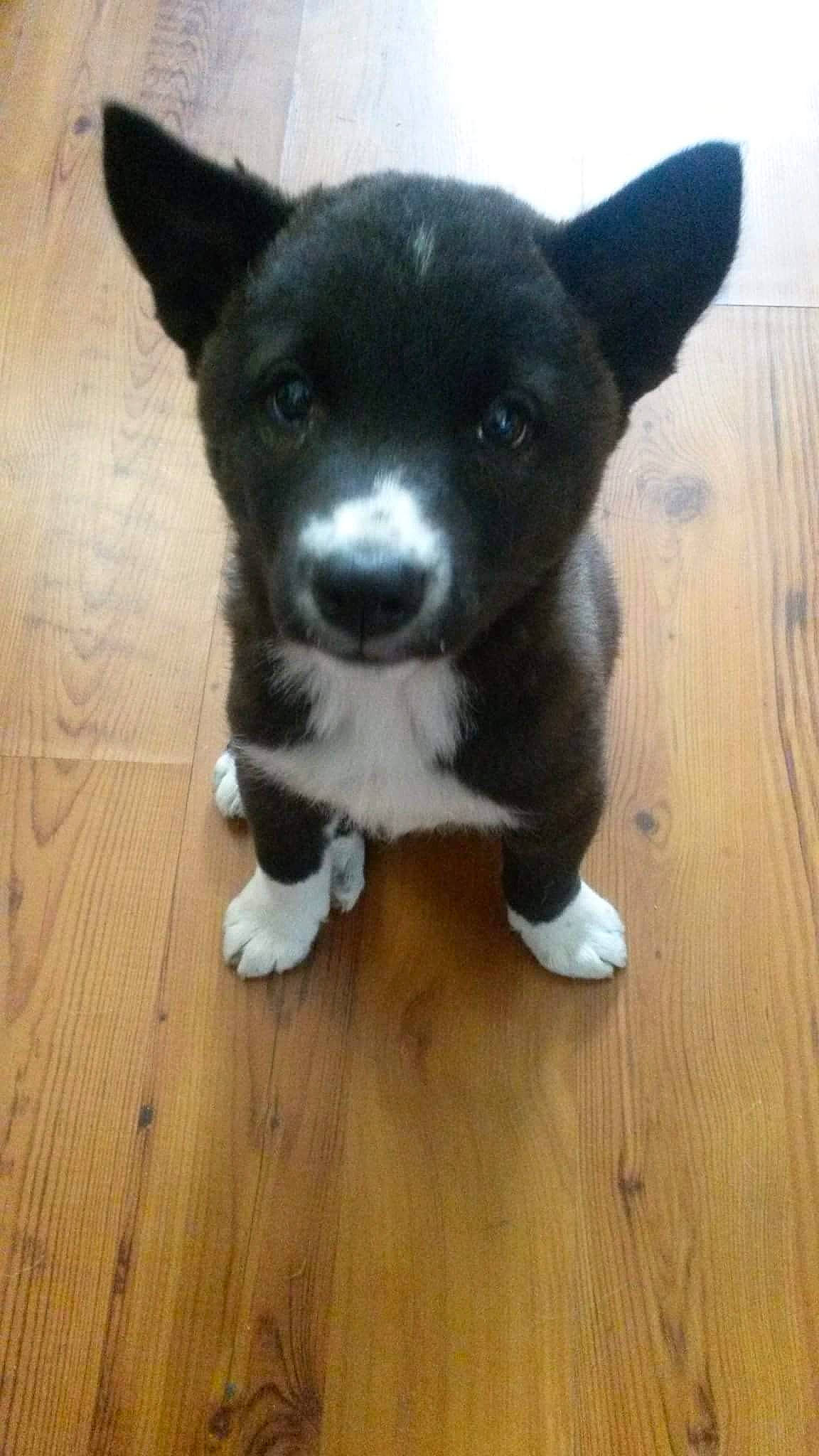 Turk joined the competition — help win amazing prizes! border_collie, canidae, cardigan_welsh_corgi, carnivore, dog, dog_breed, karelian_bear_dog, mammal, mcnab, pembroke_welsh_corgi, puppy, rare_breed_dog, vertebrate, welsh_corgi