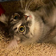 Scarlet is registered to the contest to win money with this photo: animal, carpet, cat, close_up, cute, domestic_animal, ears, eyes, feline, fur, indoor, lying_down, motion_blur, nose, paw, pet, playful, portrait, tabby, whiskers