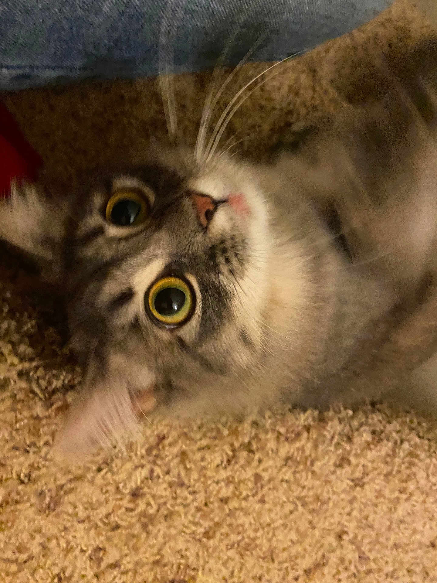 Scarlet