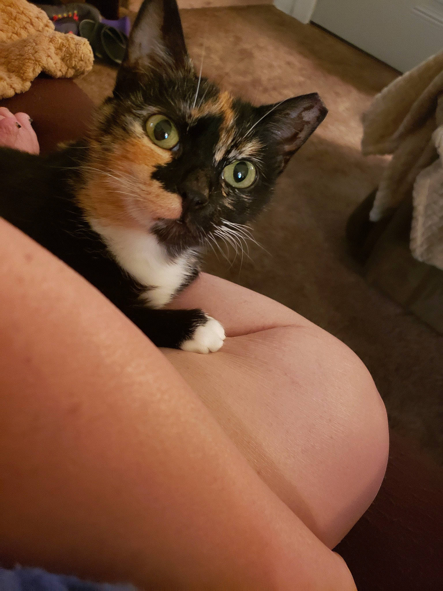 Mittens is registered to the contest to win money with this photo: american_wirehair, asian, carnivore, cat, domestic_short_haired_cat, ear, european_shorthair, eye, fawn, felidae, fur, german_rex, kitten, leg, mammal, ojos_azules, polydactyl_cat, skin, small_to_medium_sized_cats, whiskers