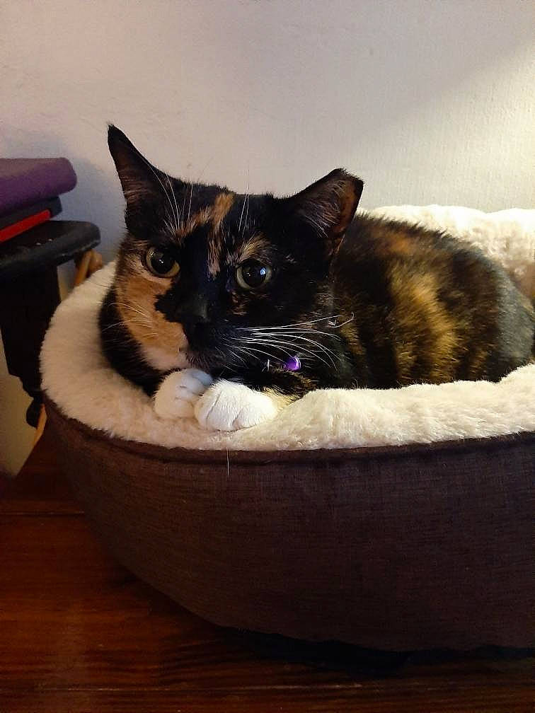 Mittens joined the competition — help win amazing prizes! asian, black_cat, burmese, carnivore, cat, cat_bed, domestic_short_haired_cat, ear, eye, felidae, fur, iris, kitten, small_to_medium_sized_cats, whiskers