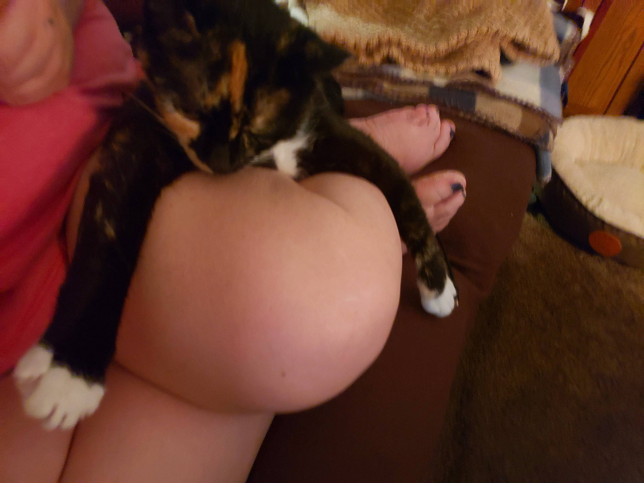 Mittens joined the competition — help win amazing prizes! asian, black_hair, carnivore, cat, domestic_short_haired_cat, ear, felidae, fur, hand, kitten, lap, leg, paw, small_to_medium_sized_cats, tail, whiskers