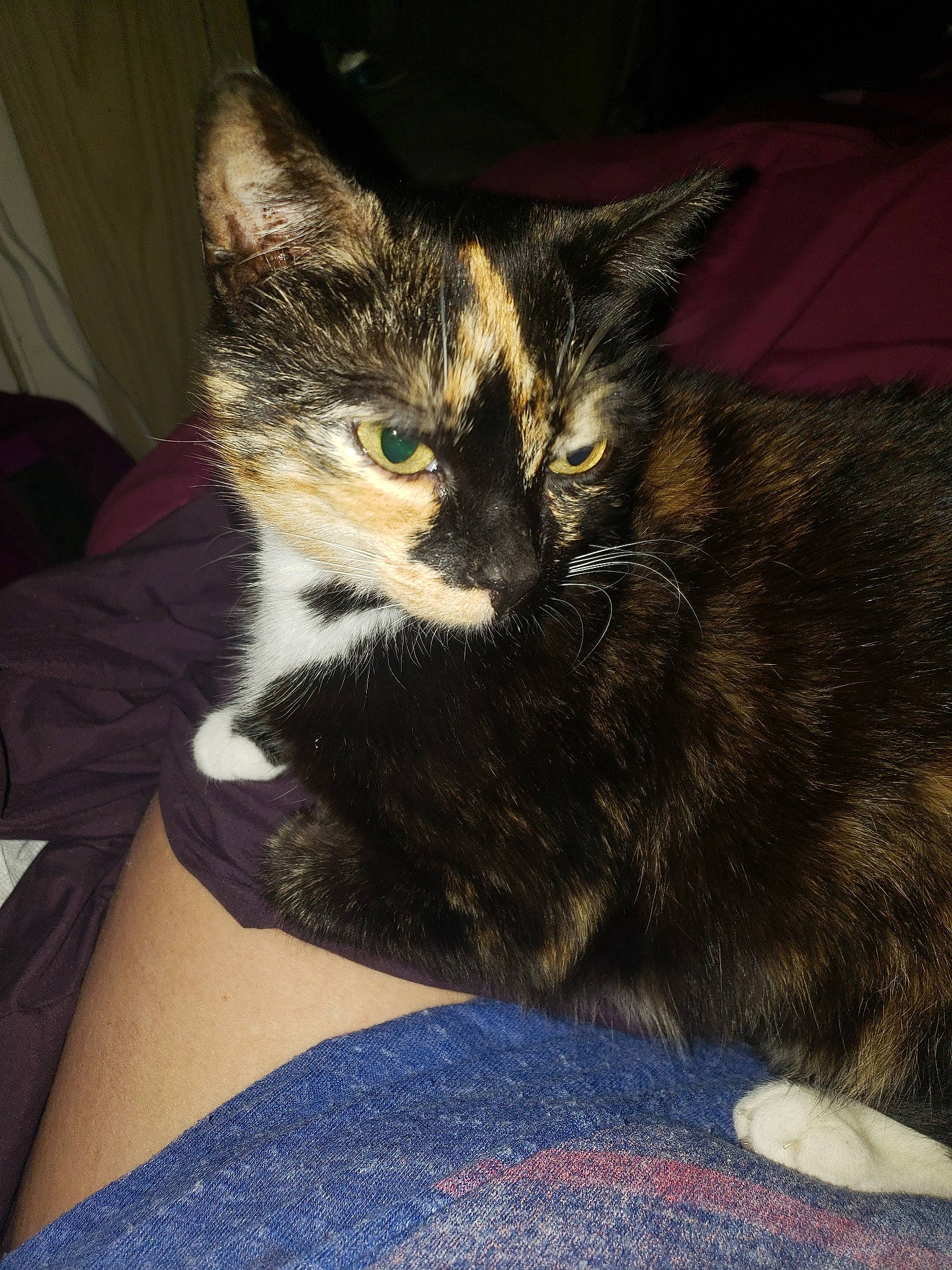 Mittens is registered to the contest to win money with this photo: asian, carnivore, cat, domestic_long_haired_cat, domestic_short_haired_cat, ear, european_shorthair, felidae, fur, kitten, mammal, ojos_azules, small_to_medium_sized_cats, whiskers