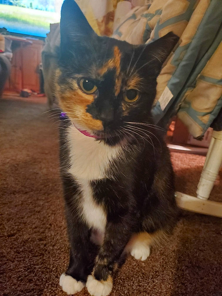 Mittens joined the competition — help win amazing prizes! asian, carnivore, cat, domestic_short_haired_cat, european_shorthair, fawn, felidae, fur, german_rex, kitten, mammal, ojos_azules, polydactyl_cat, small_to_medium_sized_cats, snout, whiskers