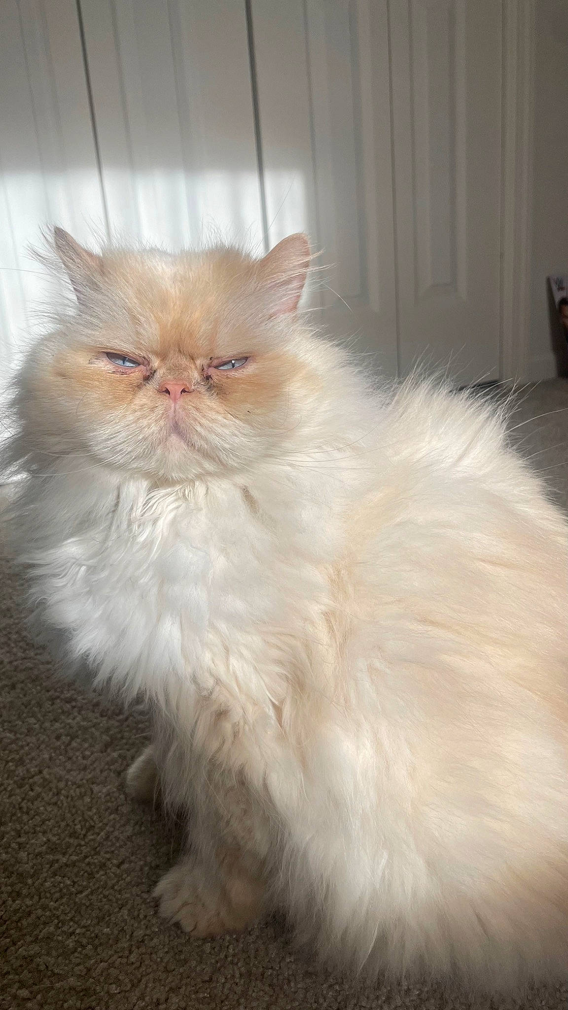 Sir Romeo joined the competition — help win amazing prizes! british_longhair, carnivore, cat, event, fawn, felidae, fur, persian, small_to_medium_sized_cats, snout, tail, terrestrial_animal, whiskers, wood