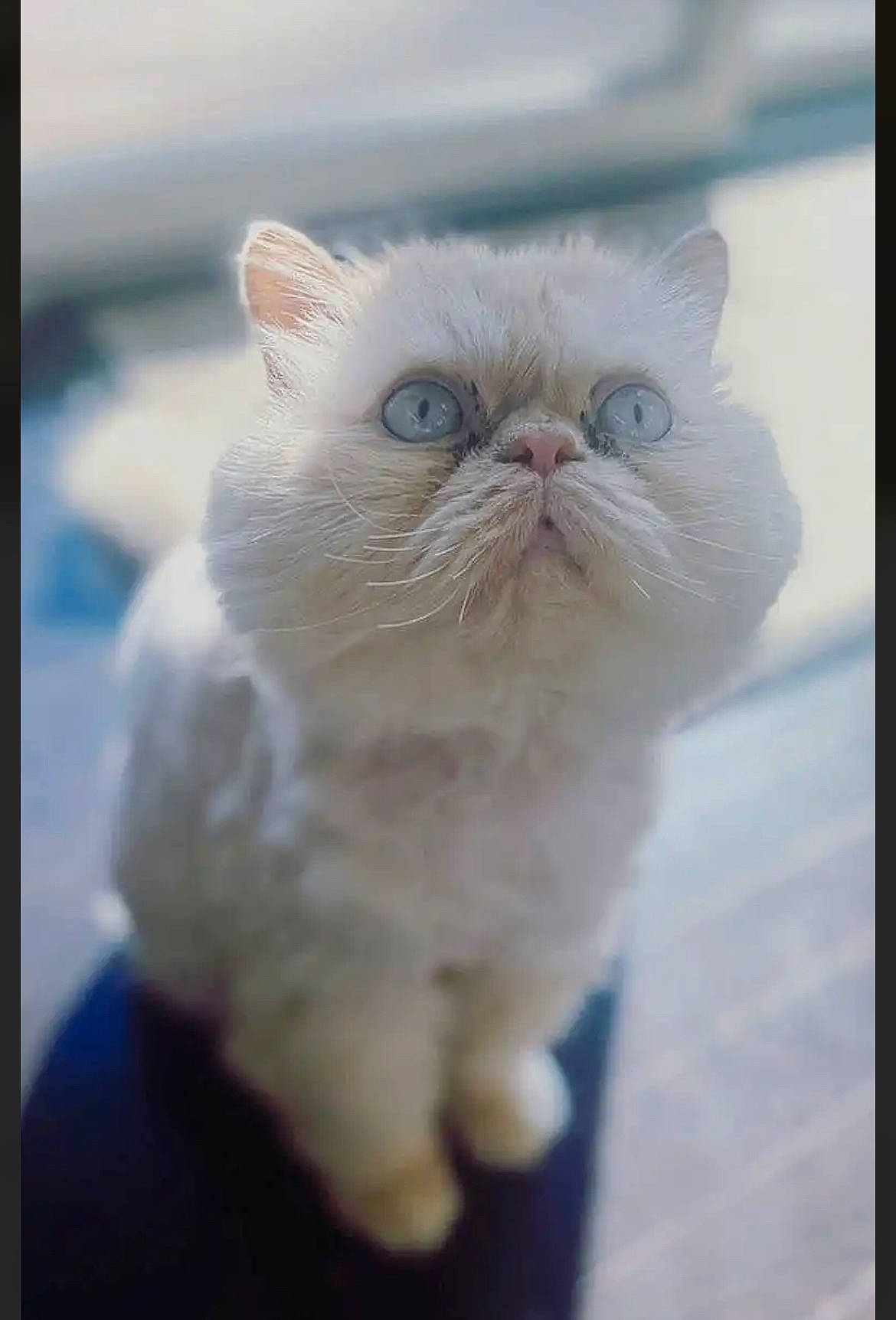 Sir Romeo joined the competition — help win amazing prizes! art, carnivore, cat, claw, comfort, domestic_short_haired_cat, fawn, felidae, fur, paw, persian, photo_caption, small_to_medium_sized_cats, snout, tail, terrestrial_animal, whiskers