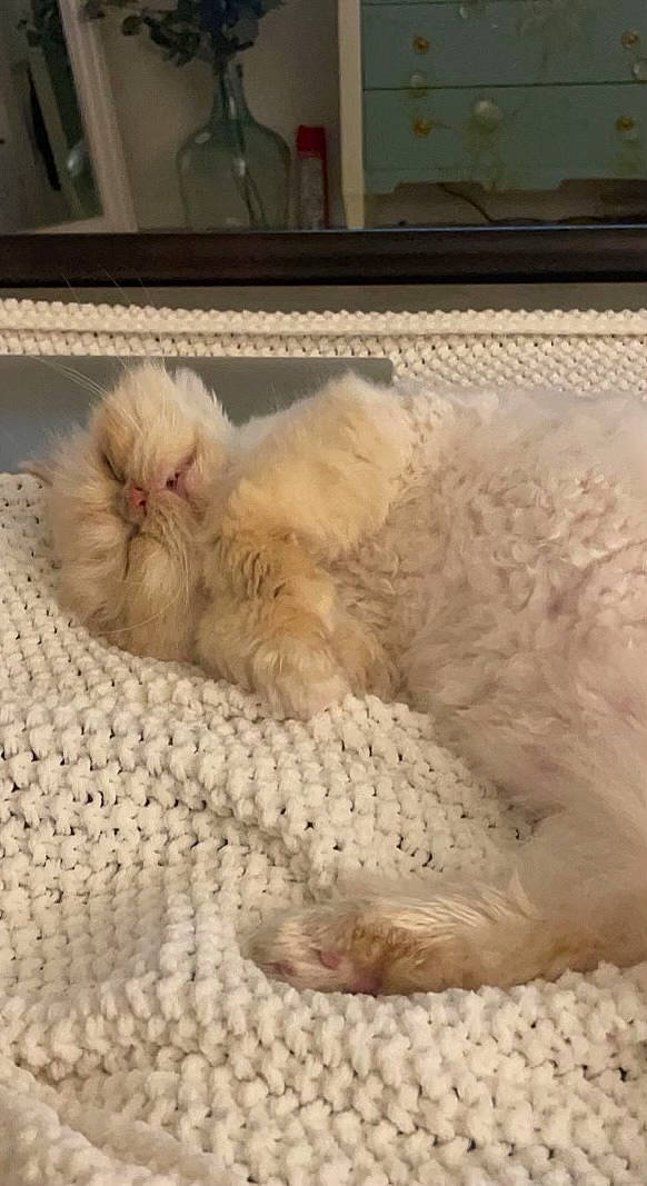 Sir Romeo is registered to the contest to win money with this photo: bathroom, carnivore, cat, cat_bed, claw, comfort, domestic_short_haired_cat, felidae, flooring, fur, linens, nap, paw, room, small_to_medium_sized_cats, tail, terrestrial_animal, whiskers, wool, woven_fabric