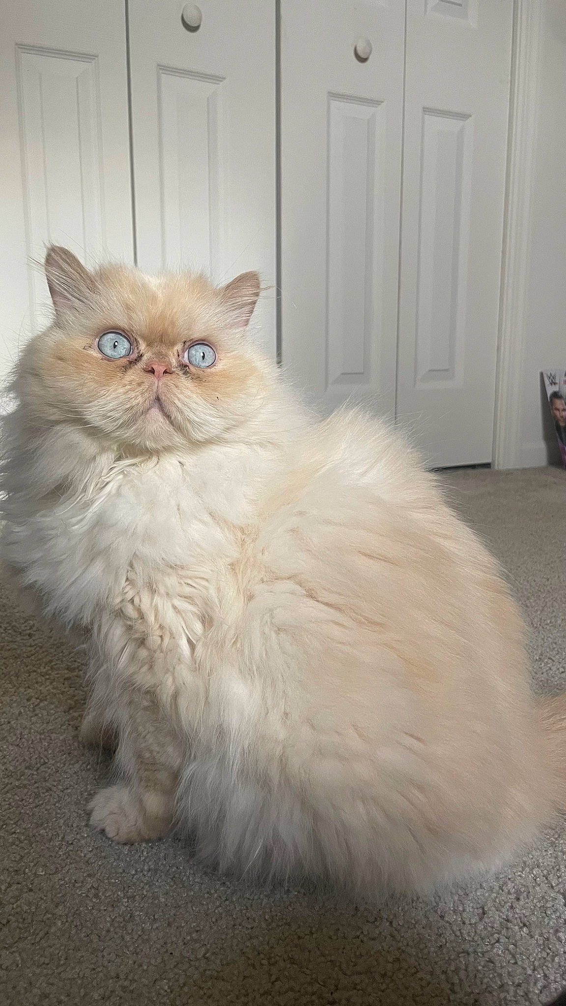 Sir Romeo is registered to the contest to win money with this photo: art, british_longhair, carnivore, cat, door, fawn, felidae, fur, persian, small_to_medium_sized_cats, snout, tail, terrestrial_animal, whiskers, wood