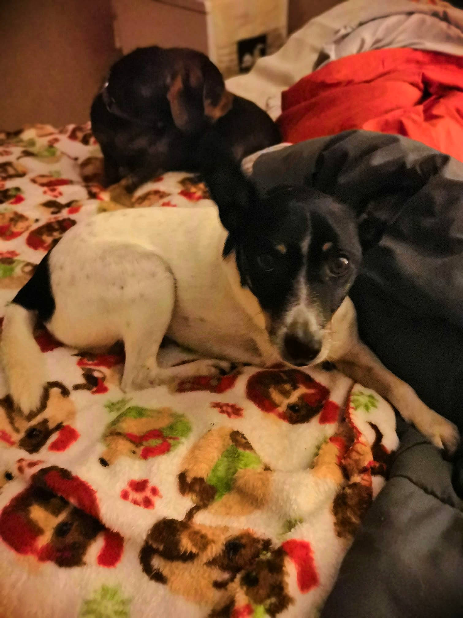 Archi participe au concours pour gagner de l'argent avec cette photo : brazilian_terrier, canidae, carnivore, companion_dog, danish_swedish_farmdog, dog, dog_breed, feist, fox_terrier, japanese_terrier, mammal, pointer, rat_terrier, ratonero_bodeguero_andaluz, smooth_fox_terrier, sporting_group, teddy_roosevelt_terrier, toy_fox_terrier