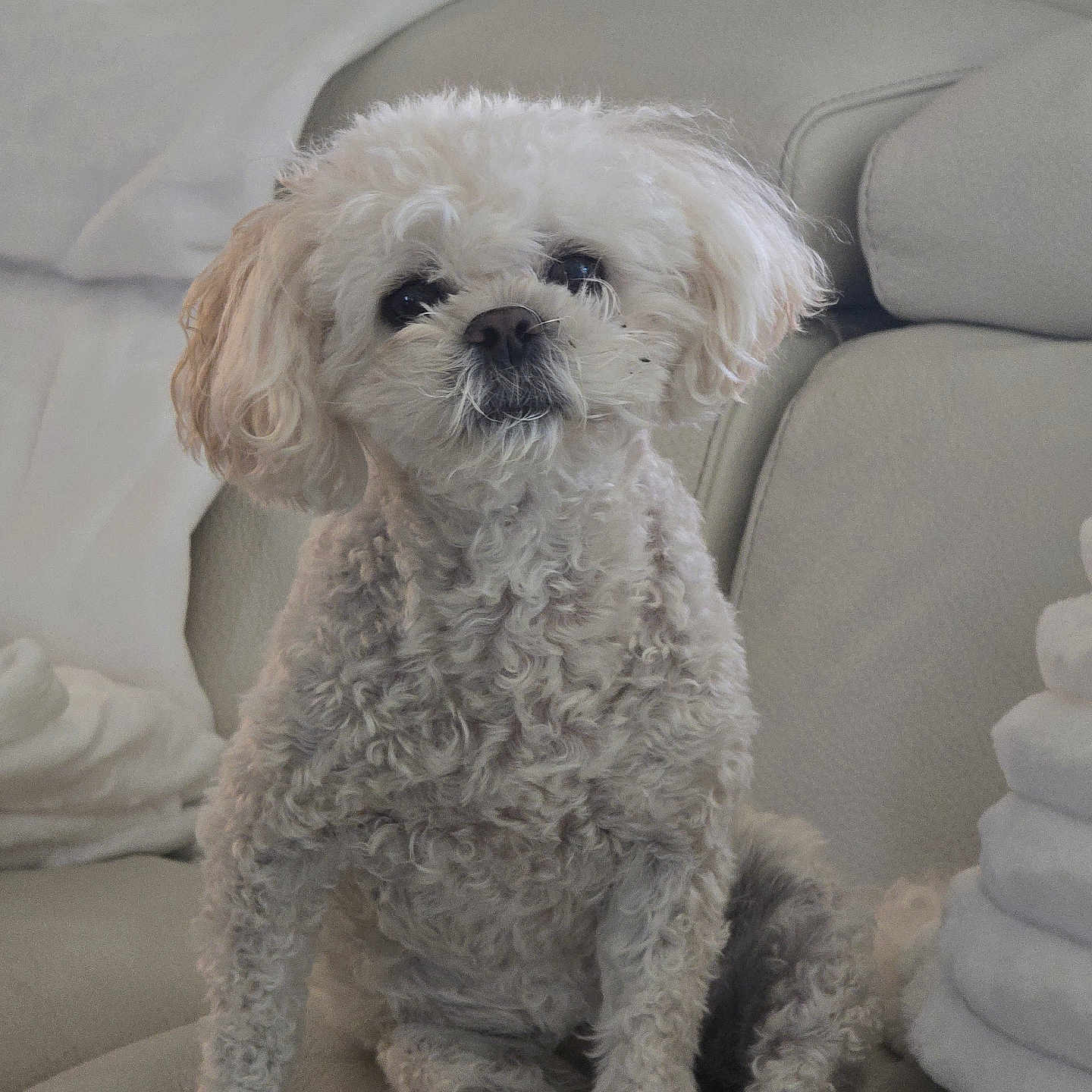 Bella is registered to the contest to win money with this photo: blanket, comfort, couch, cozy, curly_fur, cute, dog, ears, face, fur_texture, furniture, home, indoor, light_fur, nose, paw, pet, relaxed, sitting, small_dog