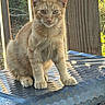 animal, backyard, cat, closeup, ears, eyes, feline, ginger_cat, nature, orange_fur, outdoor, pet, portrait, rustic, serious_expression, sitting, sunlight, table, whiskers, wooden_fence